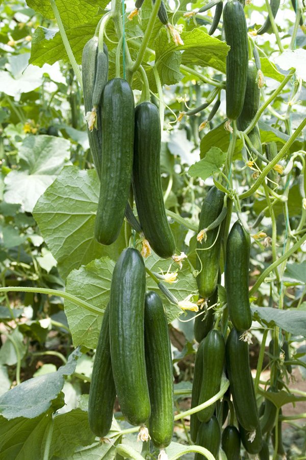 KBC-8