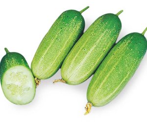Cucumber