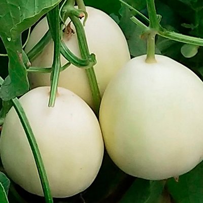 Melon