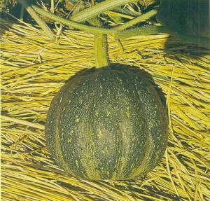 Squash