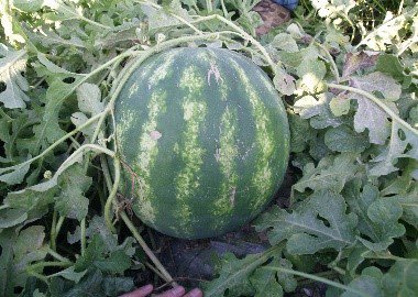 Watermelon